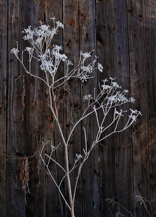 dry plants on a wooden fence