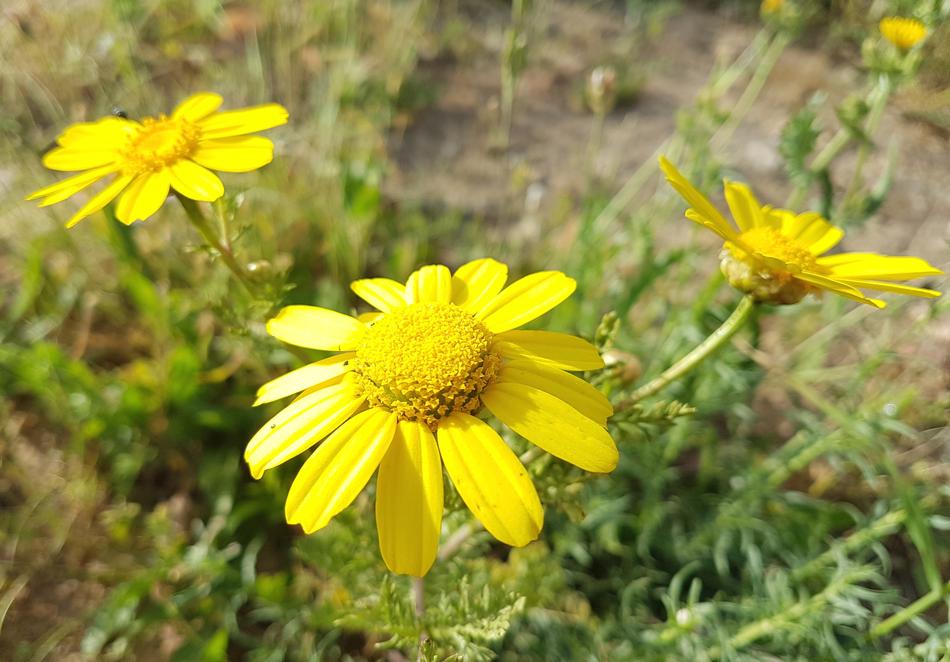 yellow flowers in a wild field