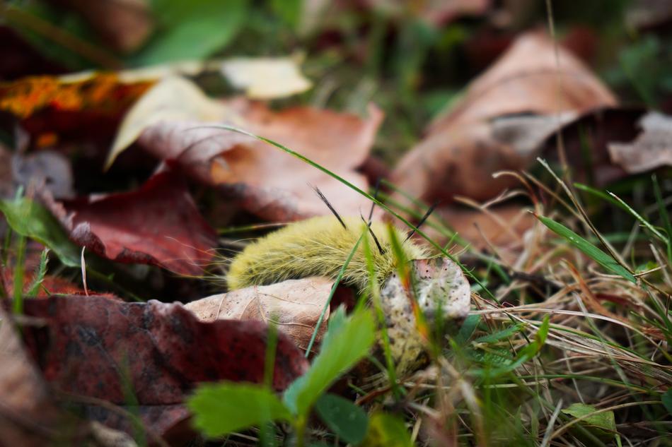 American Dagger Moth Fall Outdoor