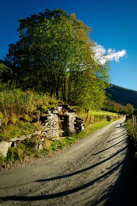 a green tree by the asphalt road