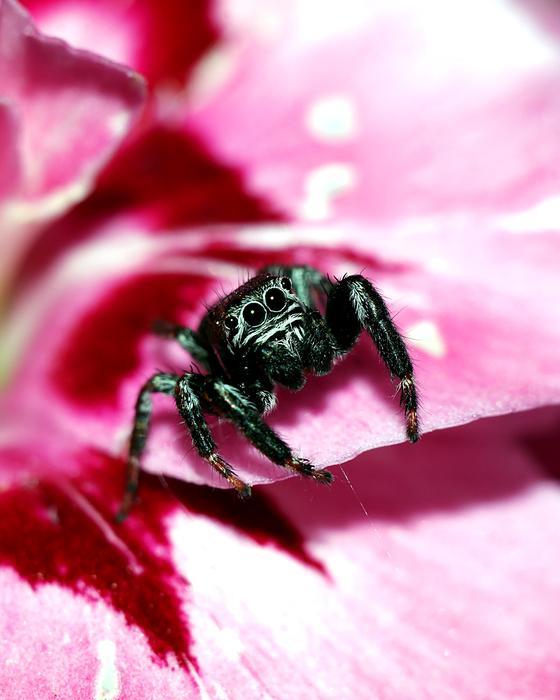 Evarcha spider on a flower