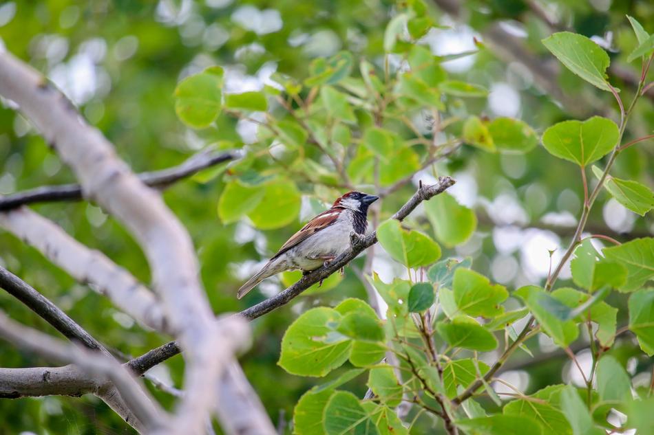 Nature Tree Bird