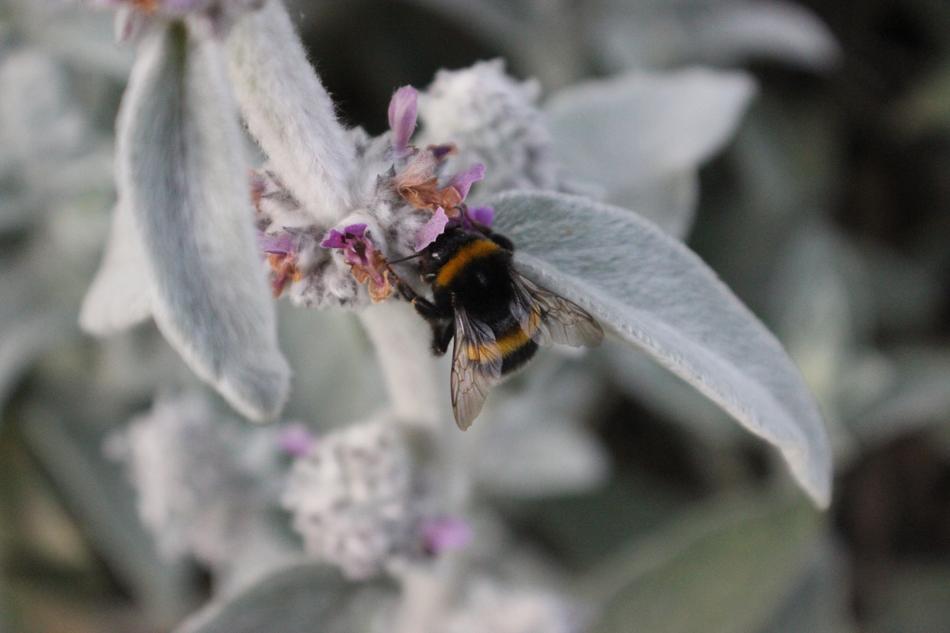 Bee Flower