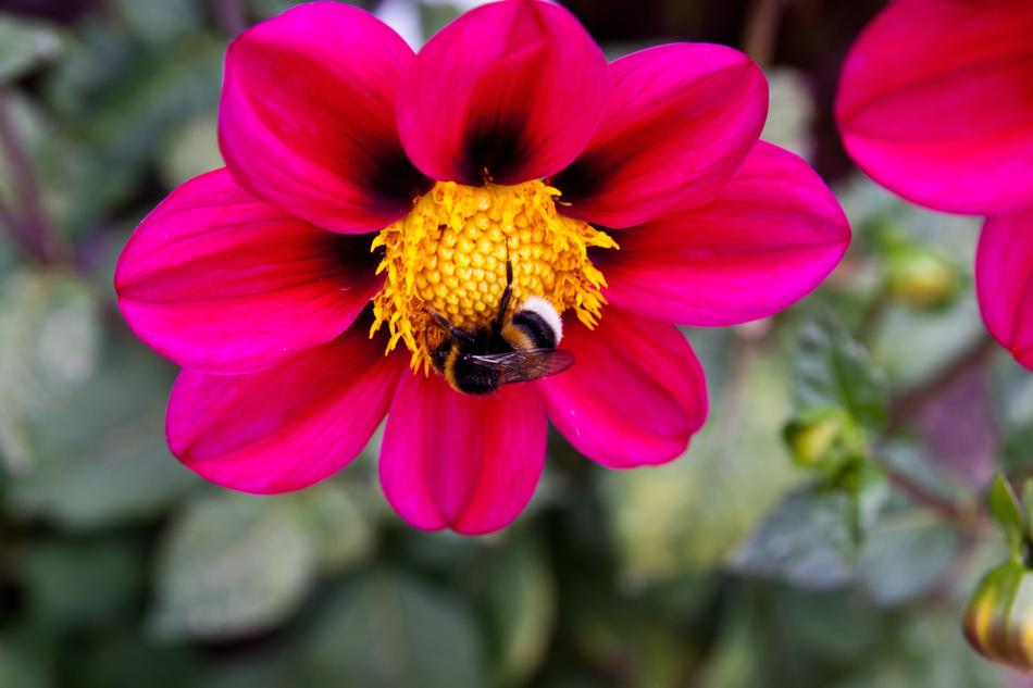 Nature Flower Plant