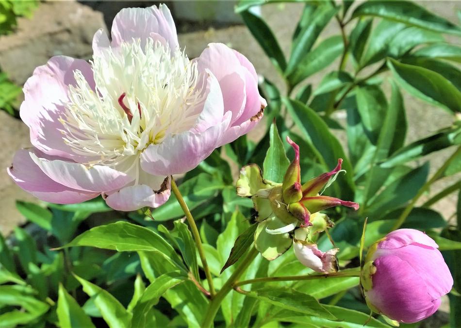 Pion Flower Garden Beautiful