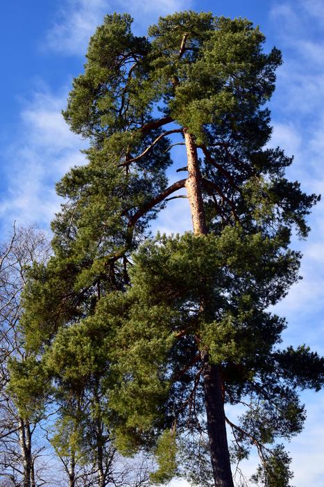Pine Conifer Winter
