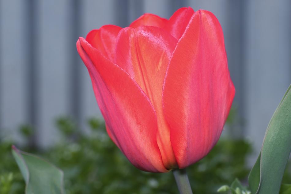 Tulip Flower Large