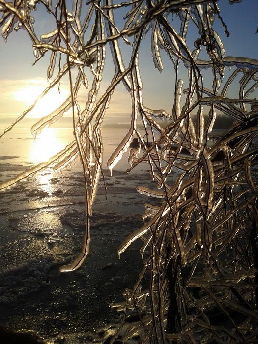 trees with ice beautiful