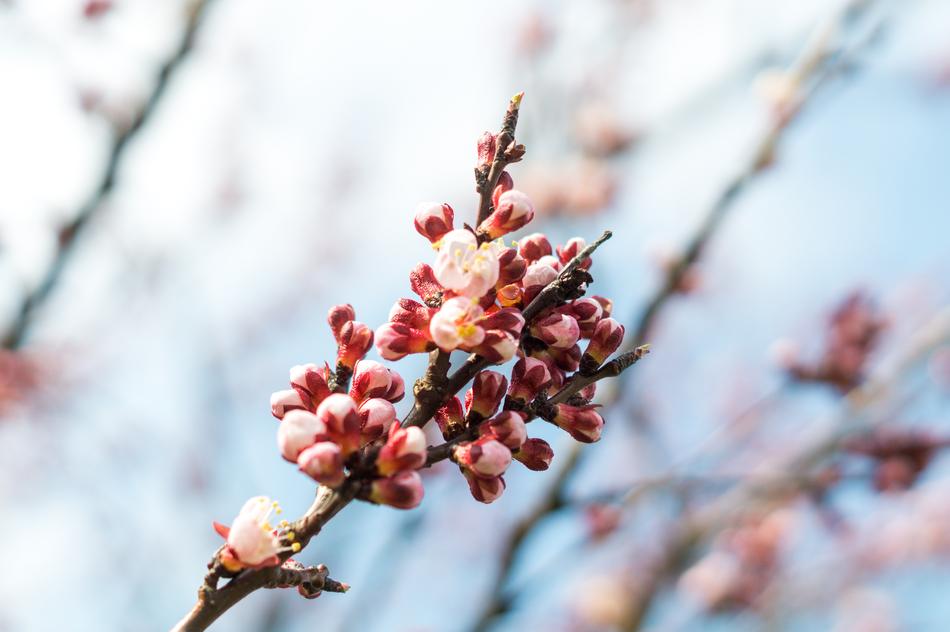 Spring Nature Pink