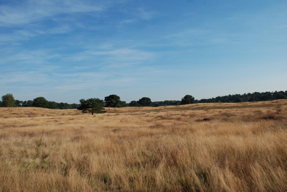 Heide Wide Nature