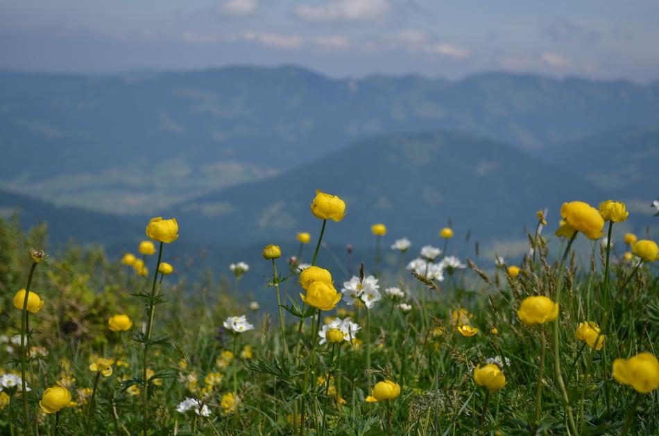 Field Meadows Nature