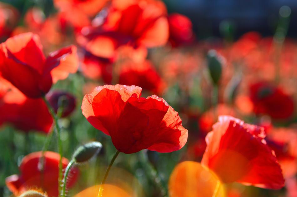Red Poppy