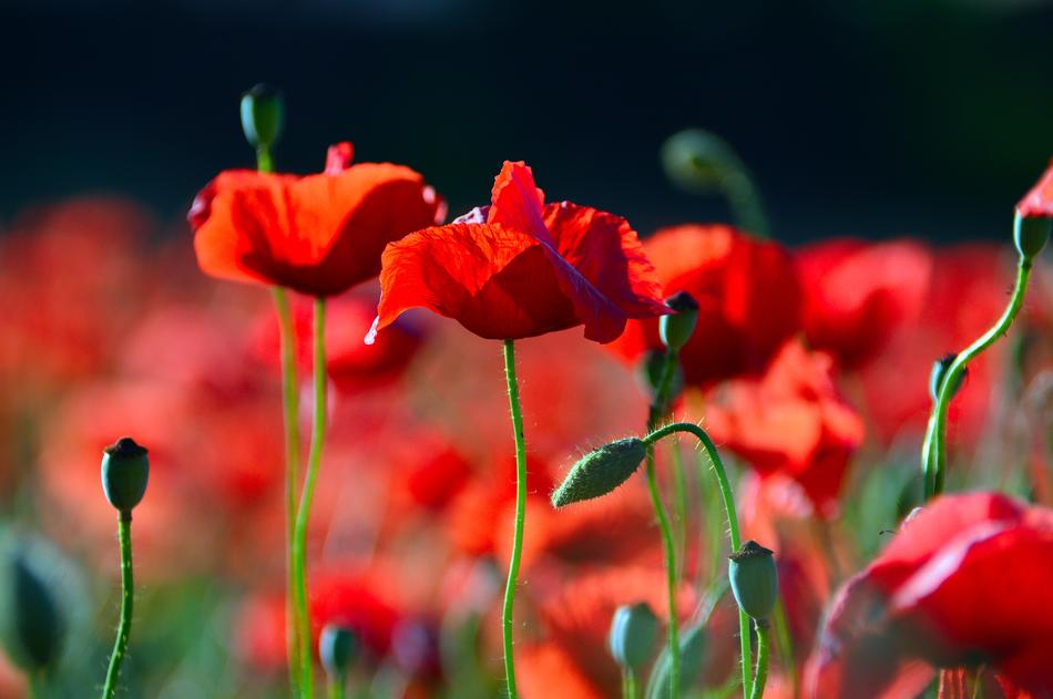 Red Poppy