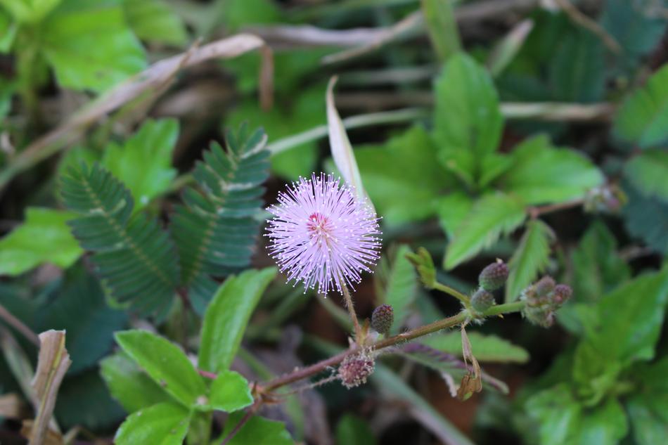 Mimosa Wild Flower