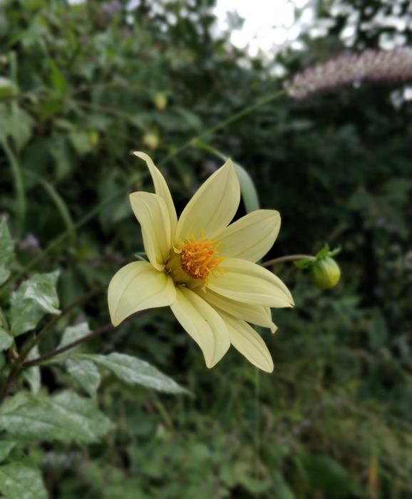 Yellow Flower Nature
