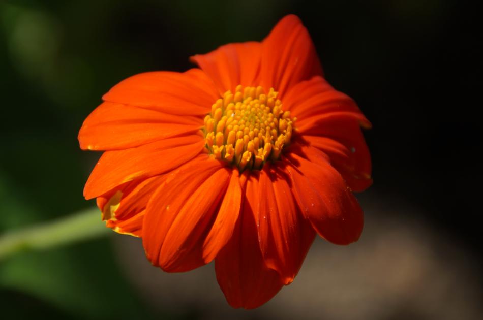 Flower Red Blossom