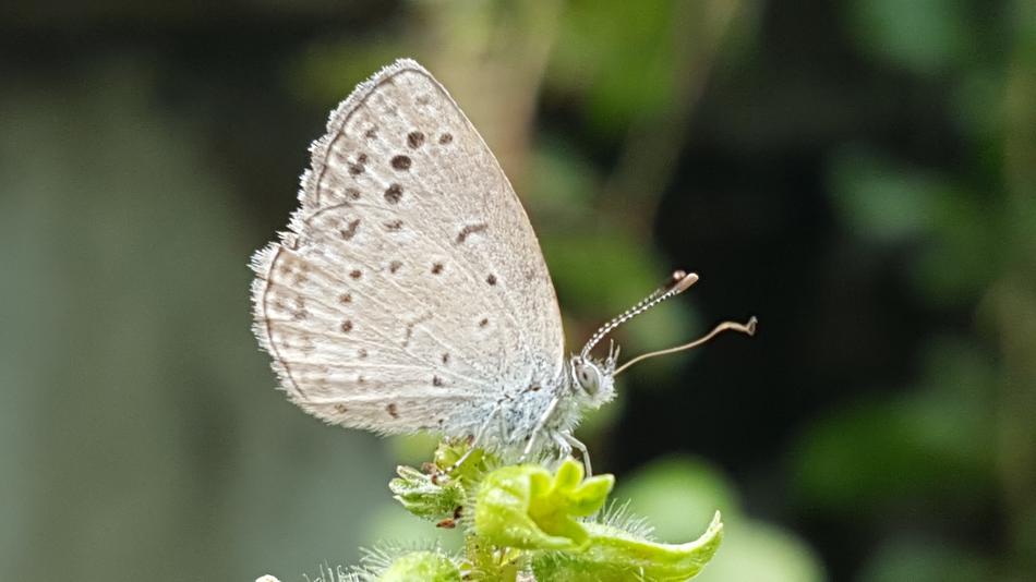 Nature Insects Butterfly