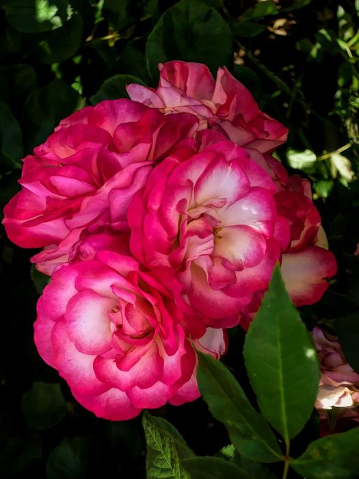 Flowers Flora Pink And White