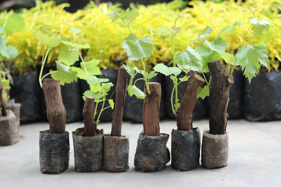 Grape Plant Nature