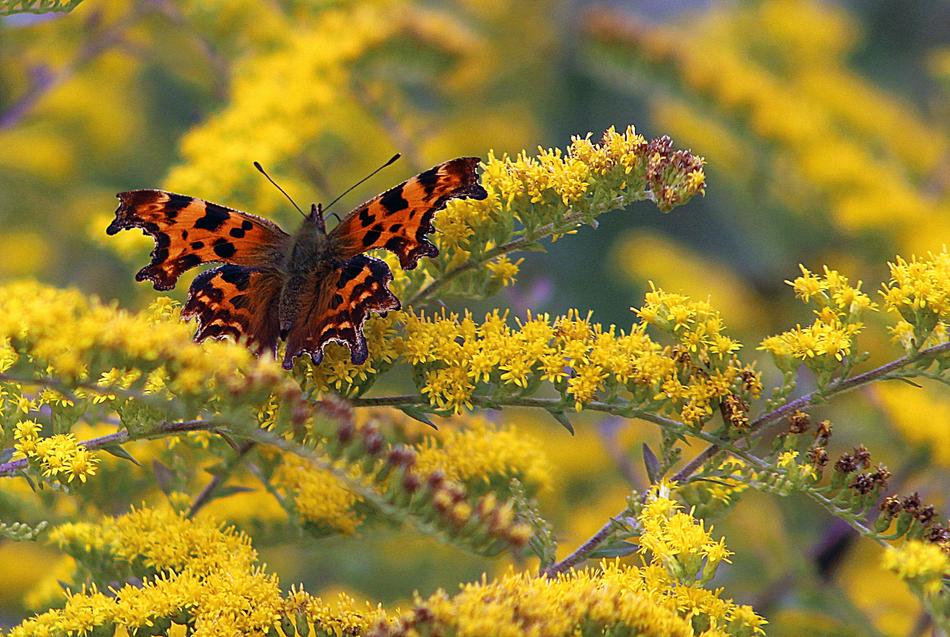 Nature Flora Outdoors