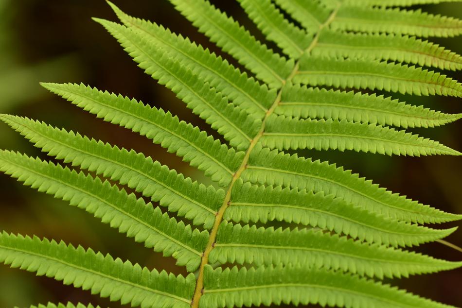 Fern Leaf Foliage