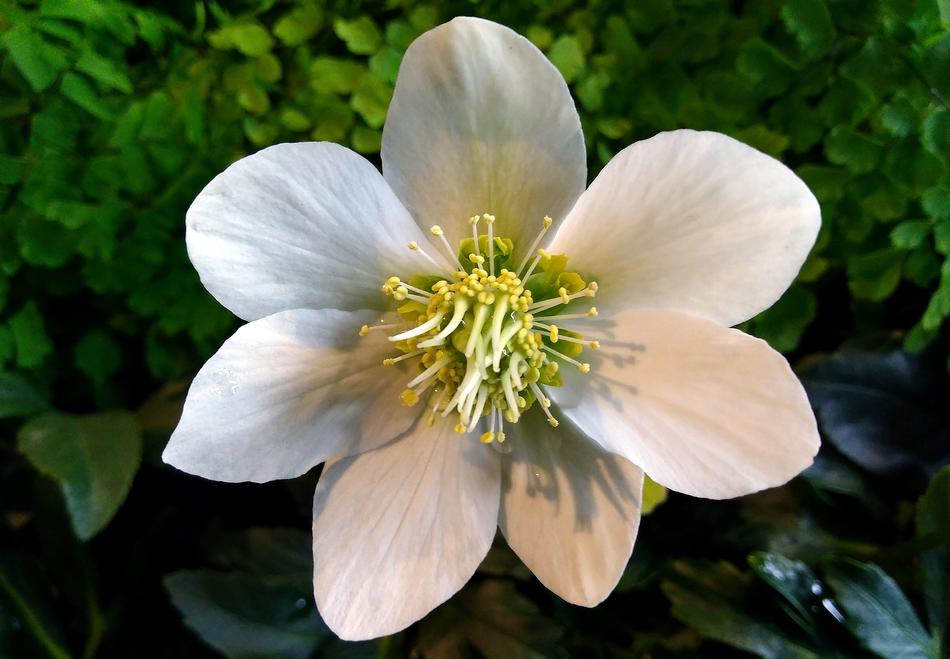 Flower Nature Plant