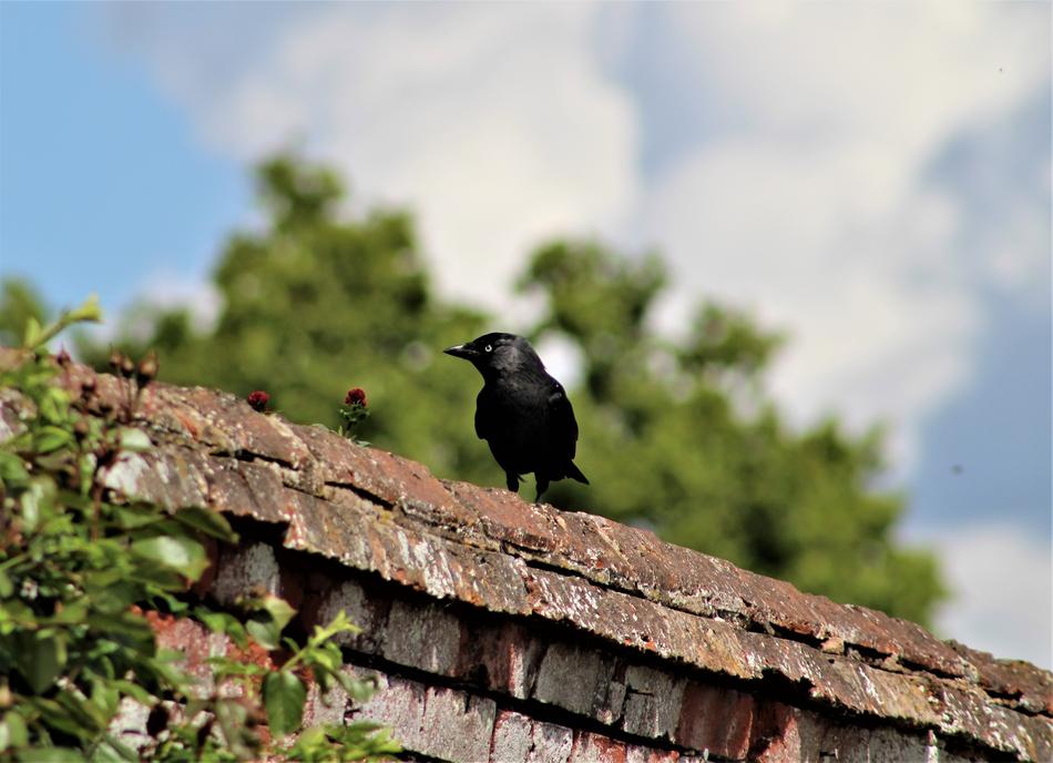 Nature Bird Outdoors