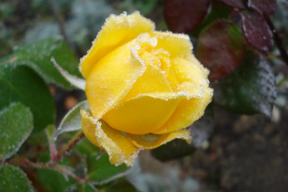 Nature Flower Plant