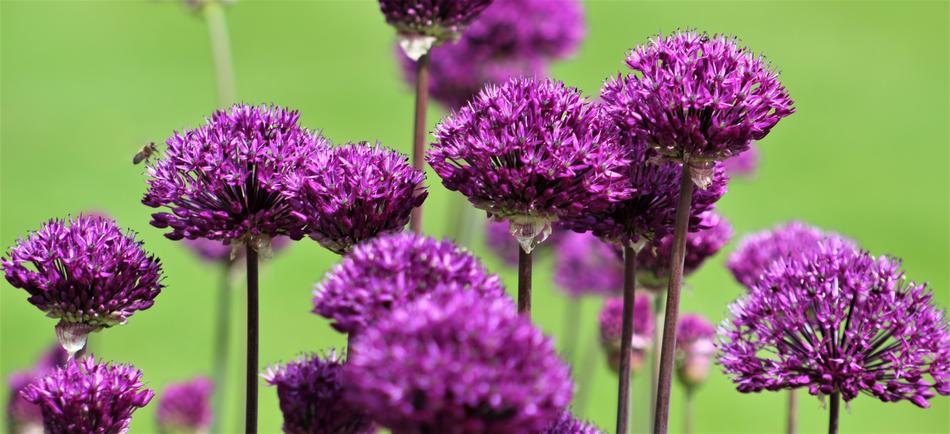Nature Flora Flower