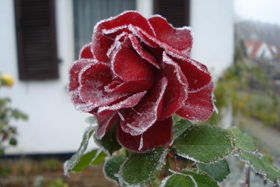 Nature Flower Plant