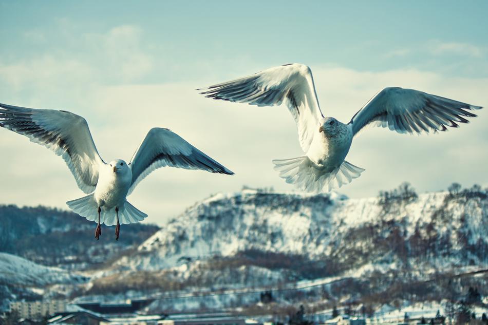 Herring gull in the mountains