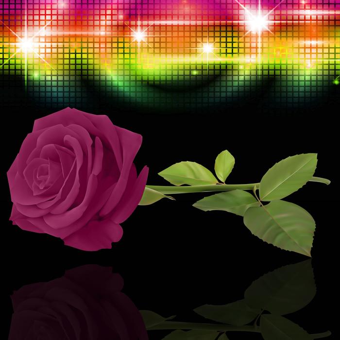 rosa plant black background