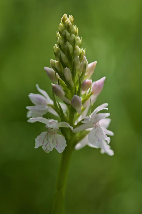 orchid flower green beautiful