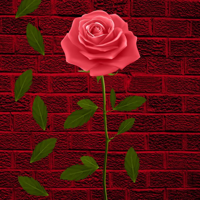flower flowers petals rosa leaves