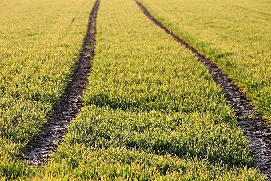 Arable Traces Cereals
