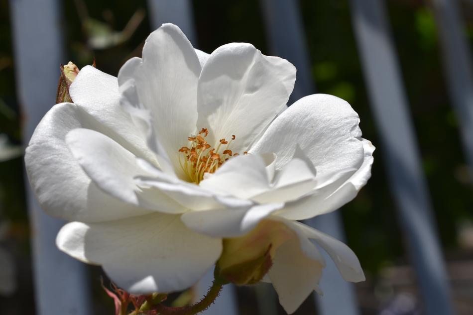 Flower Nature Plant