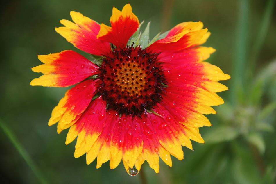 Flower Yellow Red