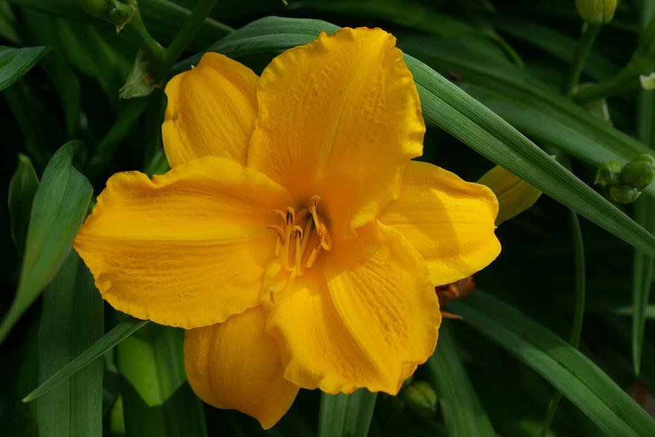 Nature Flower Plant