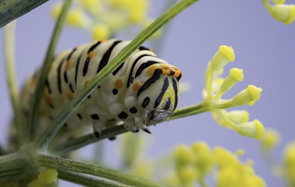 Nature Insect Plant Wild