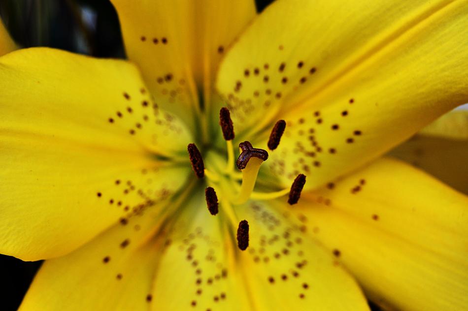Lilium Yellow Flower