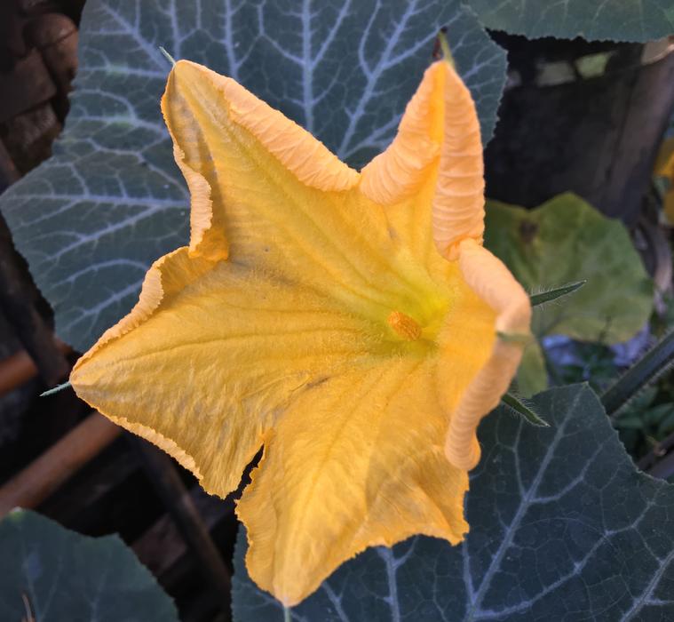 Yellow Flower Petals