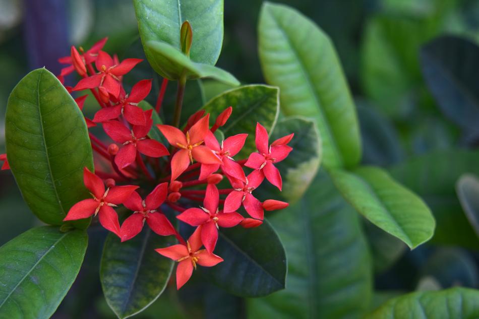 Nature Flora Flower