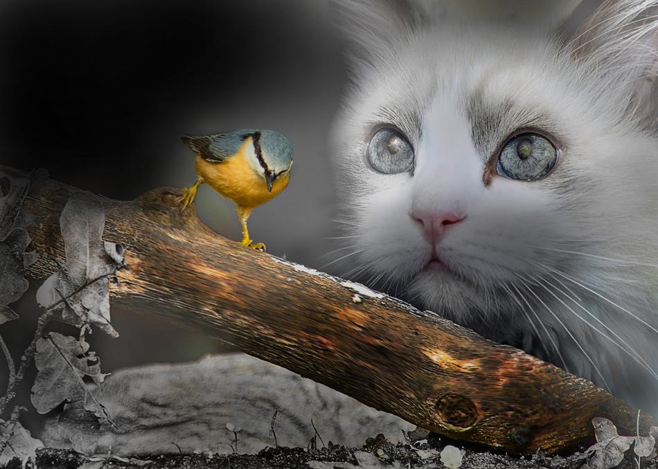 Fantasy Bird Cats free image download