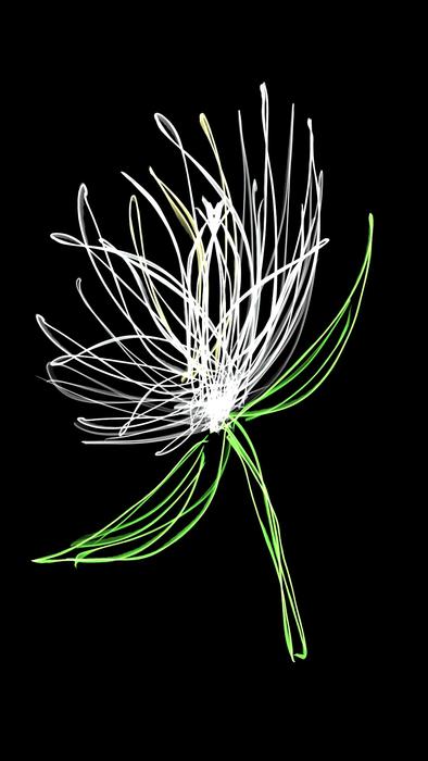 nature desktop color flora leaf
