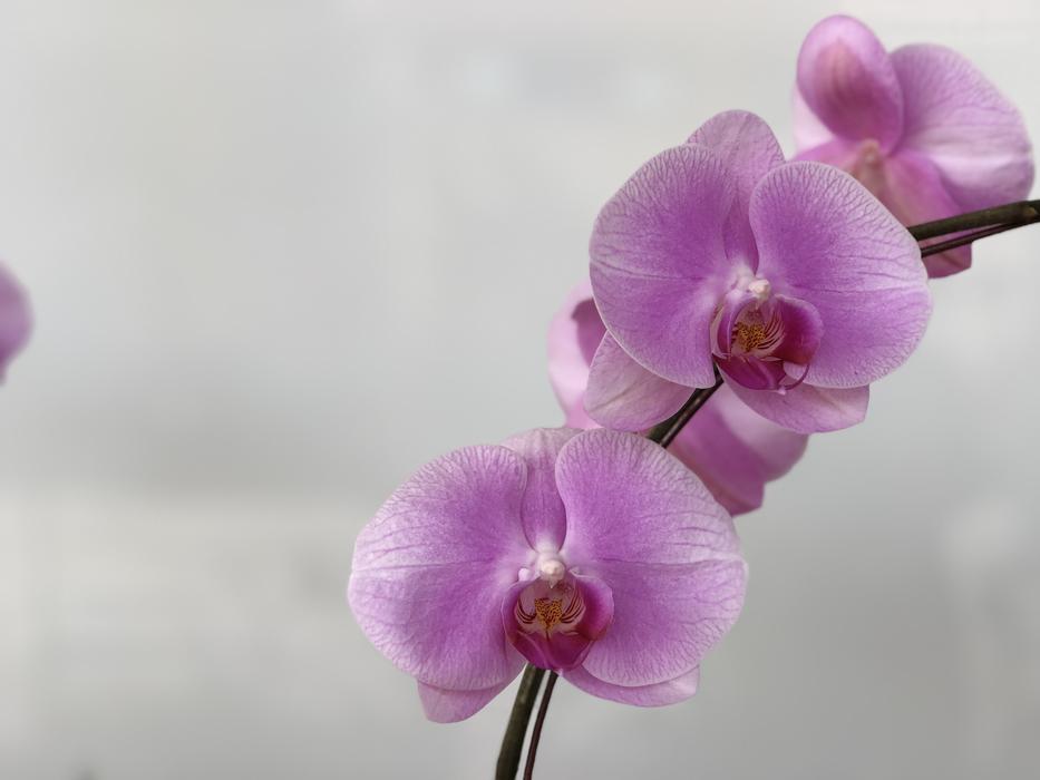 Flower Nature Plant