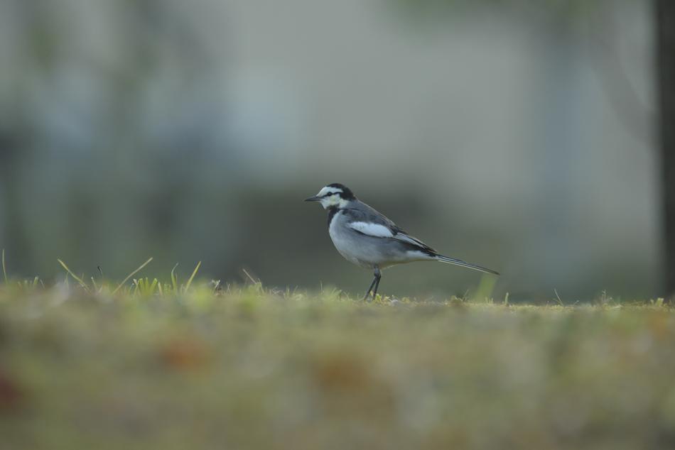 Bird Wild Animals Natural