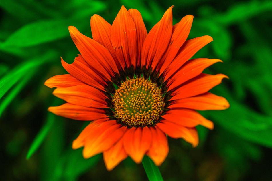 Beautiful Flower Nature