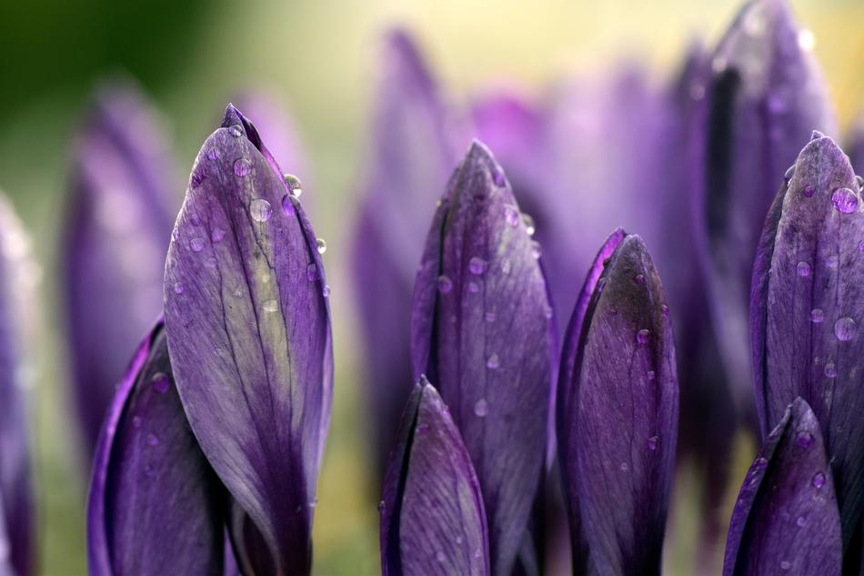 Crocus Meadow Close Up
