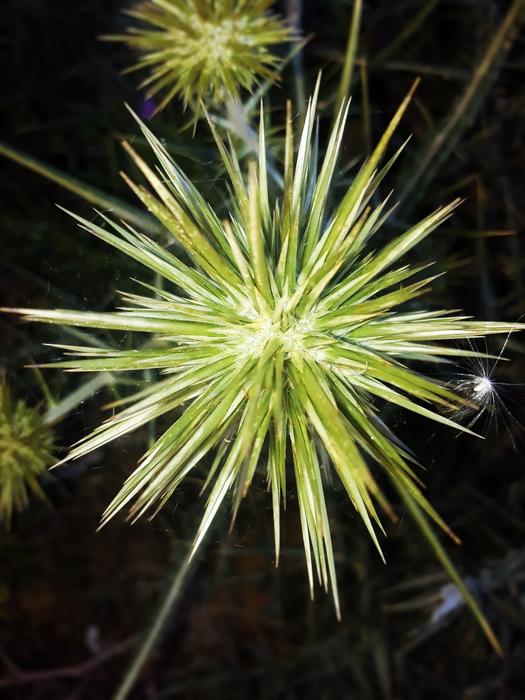Nature Plant Flower
