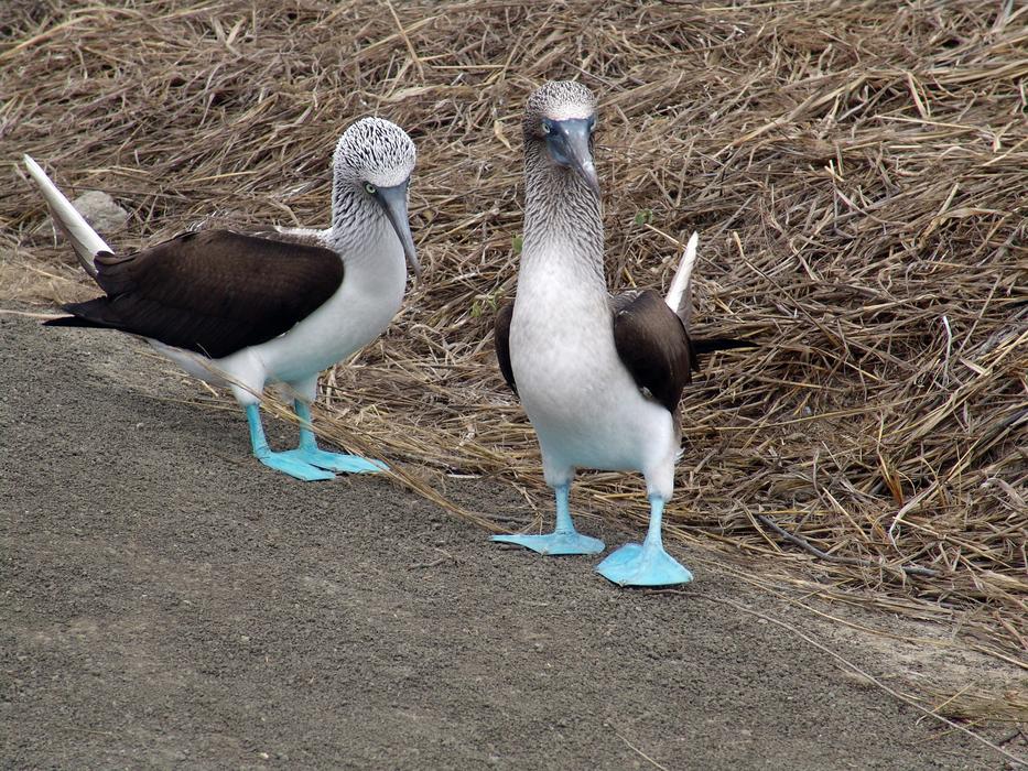 Birds Wild Life Animalia